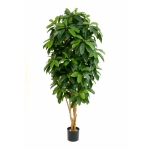 Lady Schefflera groen 140cm